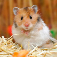 لوازم همستر از جمله اسباب بازی ها و تجهیزات مورد نیاز برای مراقبت از آن