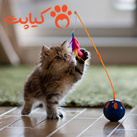 چجوری انرژی گربه رو تخلیه کنیم؟