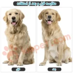 شانه گره باز کن سگ و گربه دو طرفه4