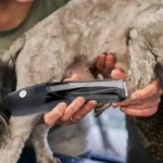 ماشین اصلاح مو حیوانات مدل DF-803-5