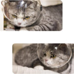 کلاه-ایمنی-گربه-ضد-گاز-گرفتن-3