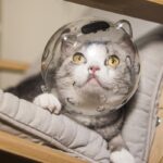 کلاه ایمنی گربه ضد گاز گرفتن-5