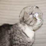 کلاه ایمنی گربه ضد گاز گرفتن-7