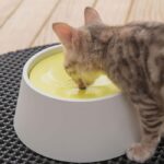 ظرف آبخوری سگ و گربه ضد جلبک مدل دایره ای استنلی-1