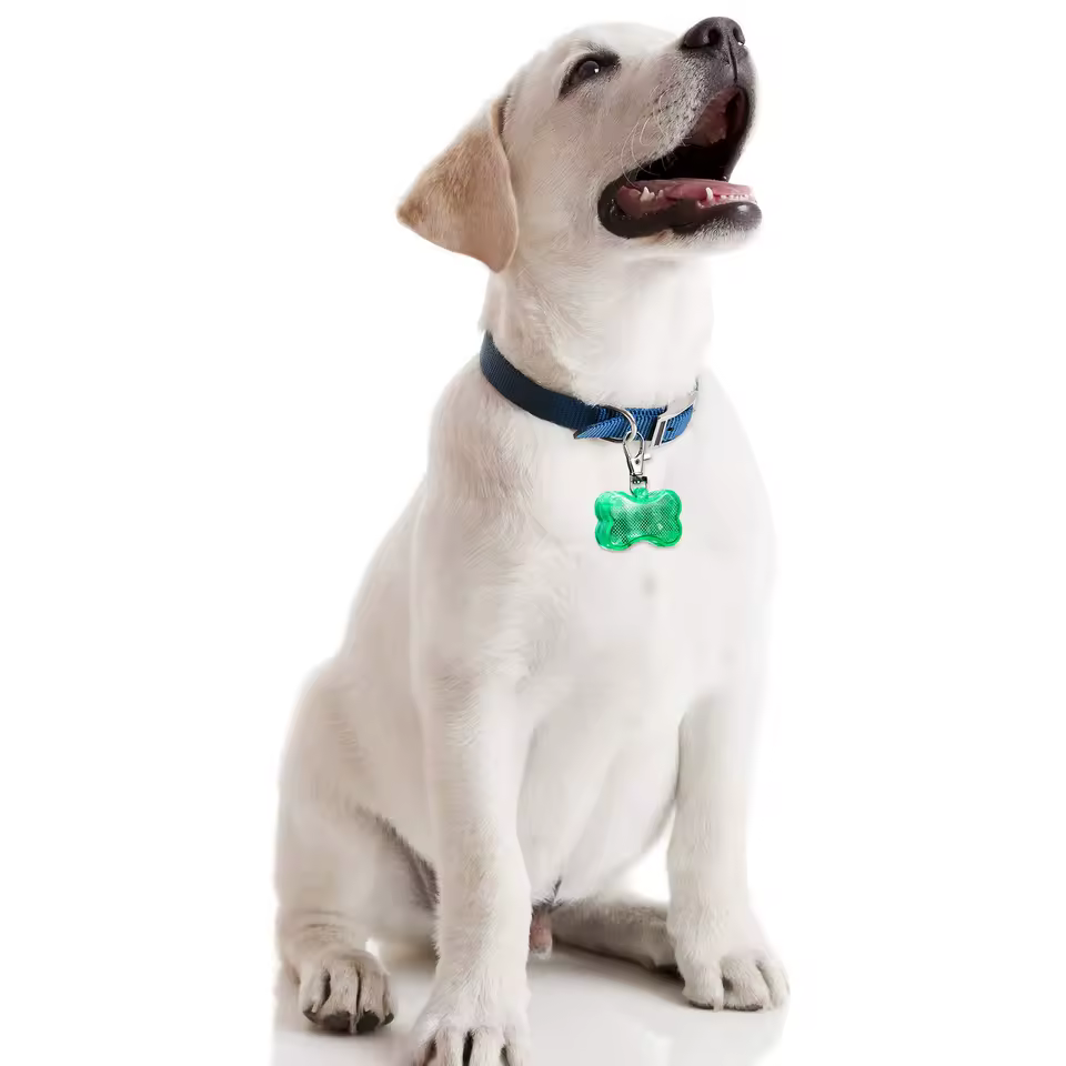 آویز قلاده سگ چراغدار مدل استخوان