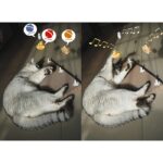 اسباب بازی گربه قابل اتصال به اسکرچر-3