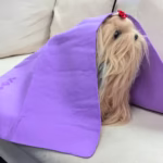 حوله حمام سگ و گربه با جذب بالا-بنفش