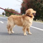 قلاده آموزشی سگ طرح بافت-5