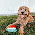 اسباب بازی مخملی صدا دار سگ مدل هندوانه-2