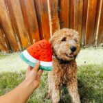 اسباب بازی مخملی صدا دار سگ مدل هندوانه-3