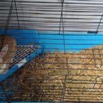 قفس خرگوش، خوکچه هندی و همستر مدل پیکو-2